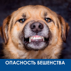 Бешенство – вылечить нельзя, но предупредить можно!