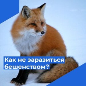 Бешенство – вылечить нельзя, но предупредить можно!