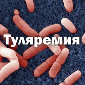 Гигиена, профилактика и внимательное отношение к окружающей среде — важные меры для защиты от туляремии