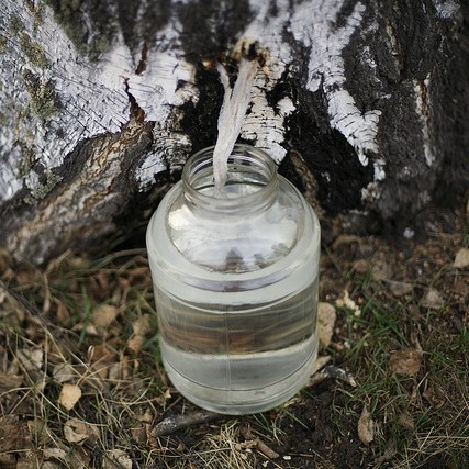 Что мы знаем про березовый сок