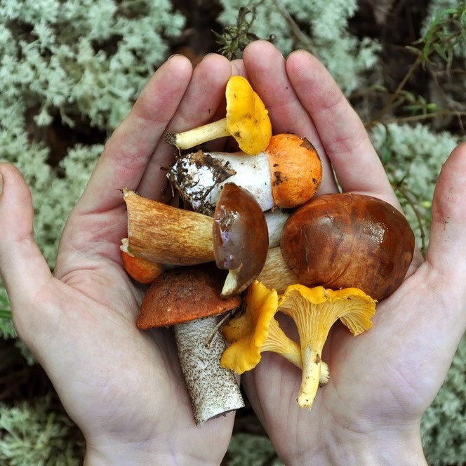 И снова про грибы...