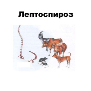 Лептоспироз — опасная инфекция, угрожающая здоровью человека